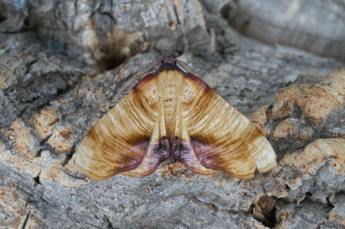 Scorched Wing (Plagodis dolabraria) photographed in Kent by Dave Shenton