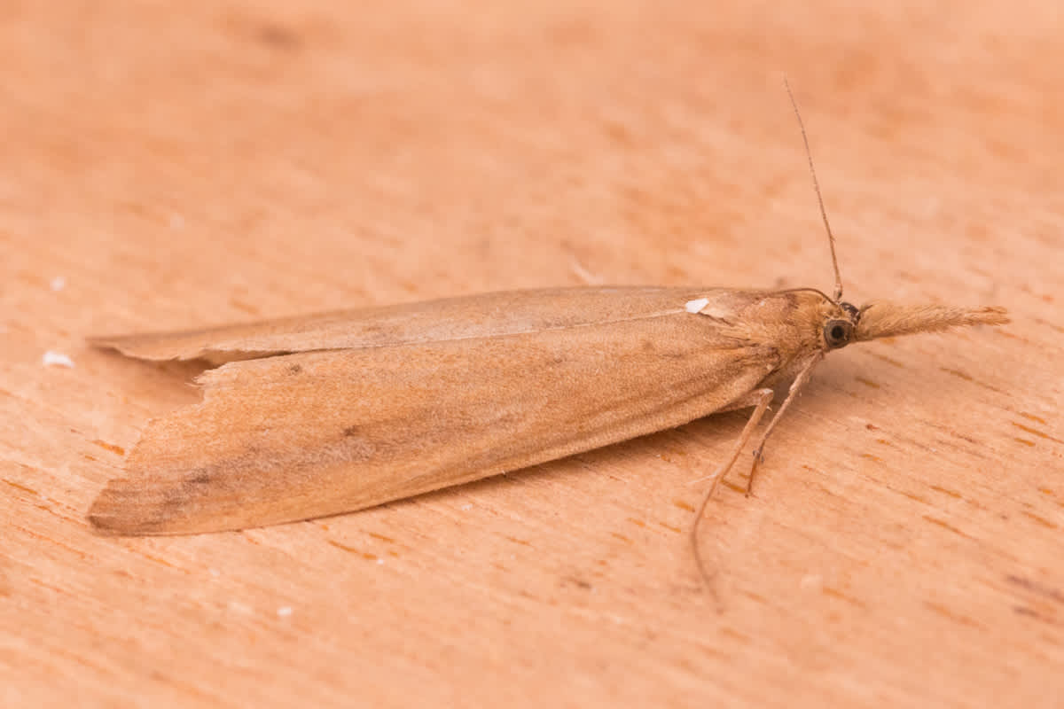 Giant Water-veneer (Schoenobius gigantella) photographed in Kent by Tony Morris