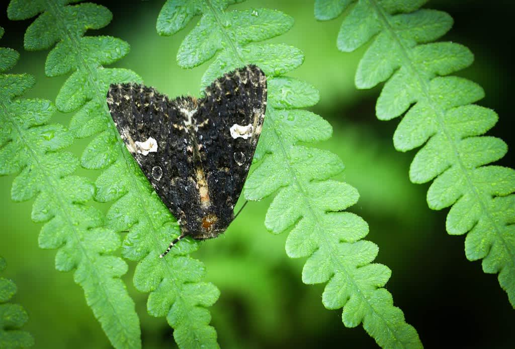 Dot Moth (Melanchra persicariae) photographed in Kent by Carol Strafford 