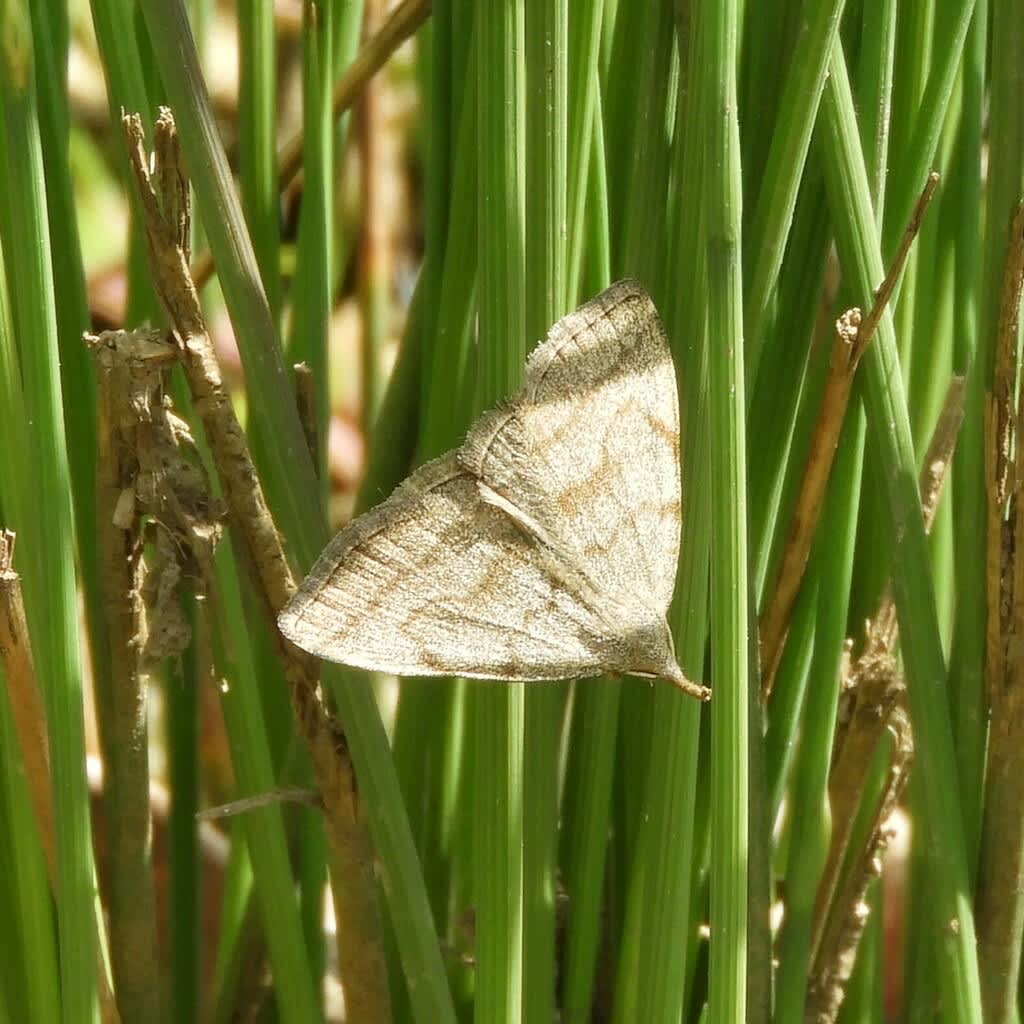 Common Fan-foot (Pechipogo strigilata) photographed in Kent by Cally P