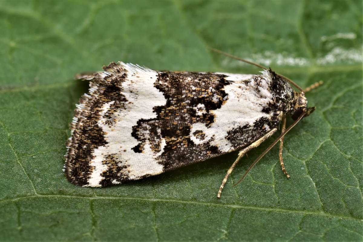 Pretty Marbled (Deltote deceptoria) photographed in Kent by Antony Wren