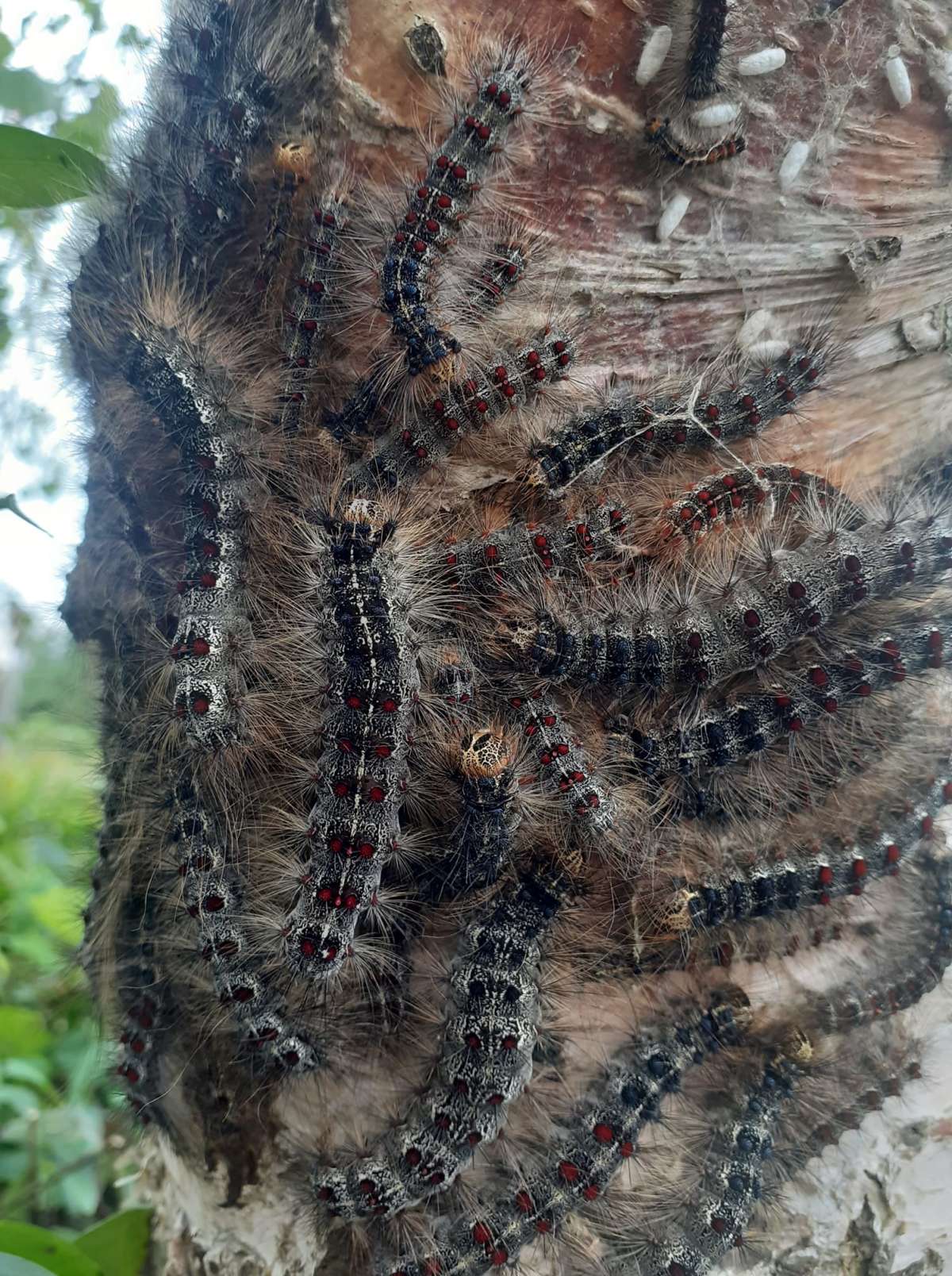 Gypsy Moth (Lymantria dispar) photographed at Larkfield  by Ross Newham 