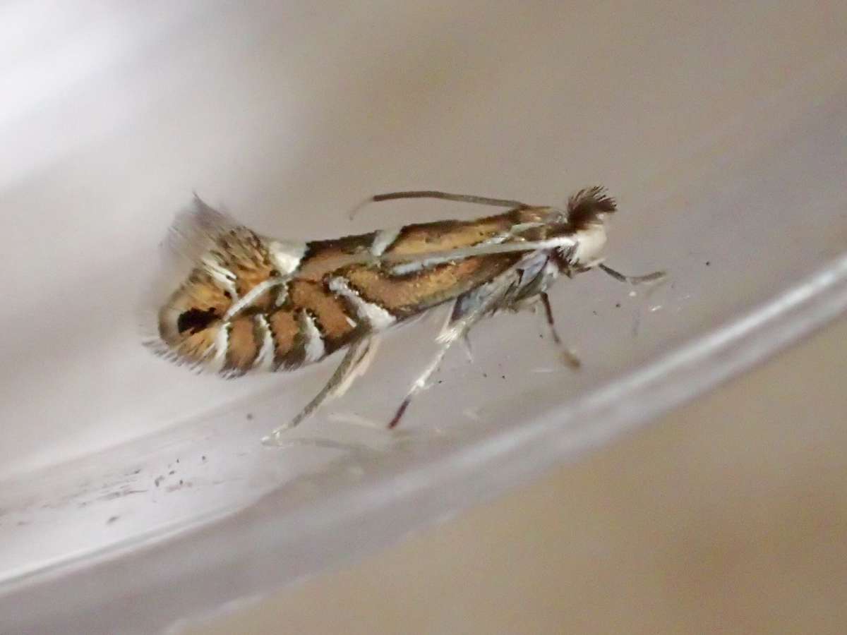 Grey-alder Midget (Phyllonorycter strigulatella) photographed in Kent by Dave Shenton 