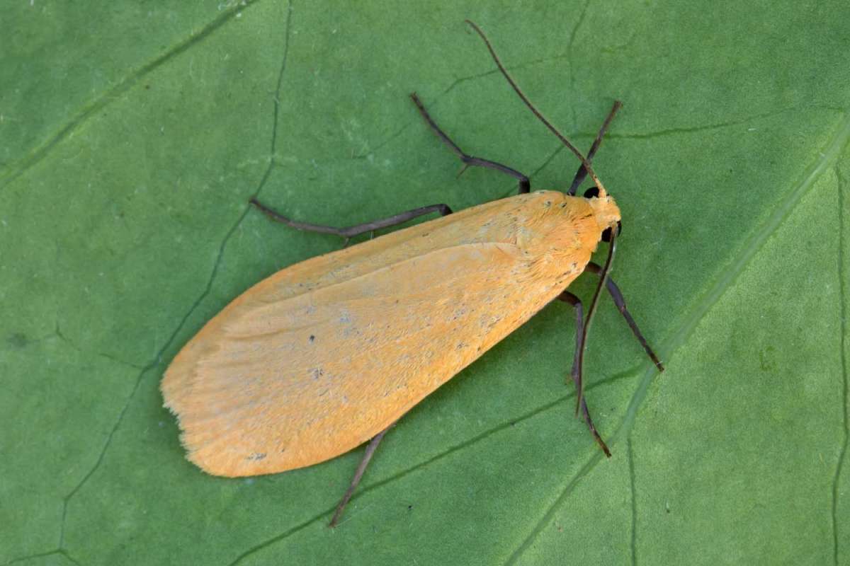 Orange Footman (Eilema sororcula) photographed in Kent by Peter Maton