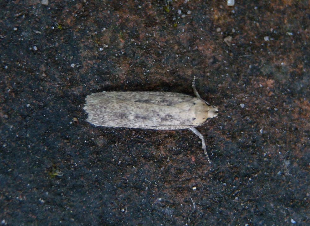 Mallow Crest (Platyedra subcinerea) photographed in Kent by Andrew Lawson 