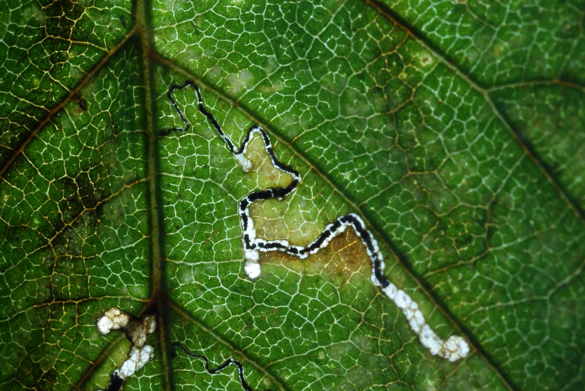 Elm Bent-wing (Bucculatrix albedinella) photographed at Fredville Park, Nonington by Dave Shenton