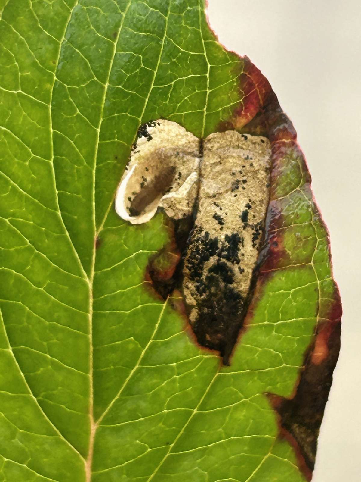 Cherry Lift (Antispila treitschkiella) photographed at Aylesham by Dave Shenton