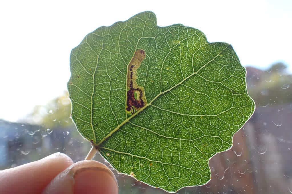 Aspen Pigmy (Stigmella assimilella) photographed in Kent by Oliver Bournat 