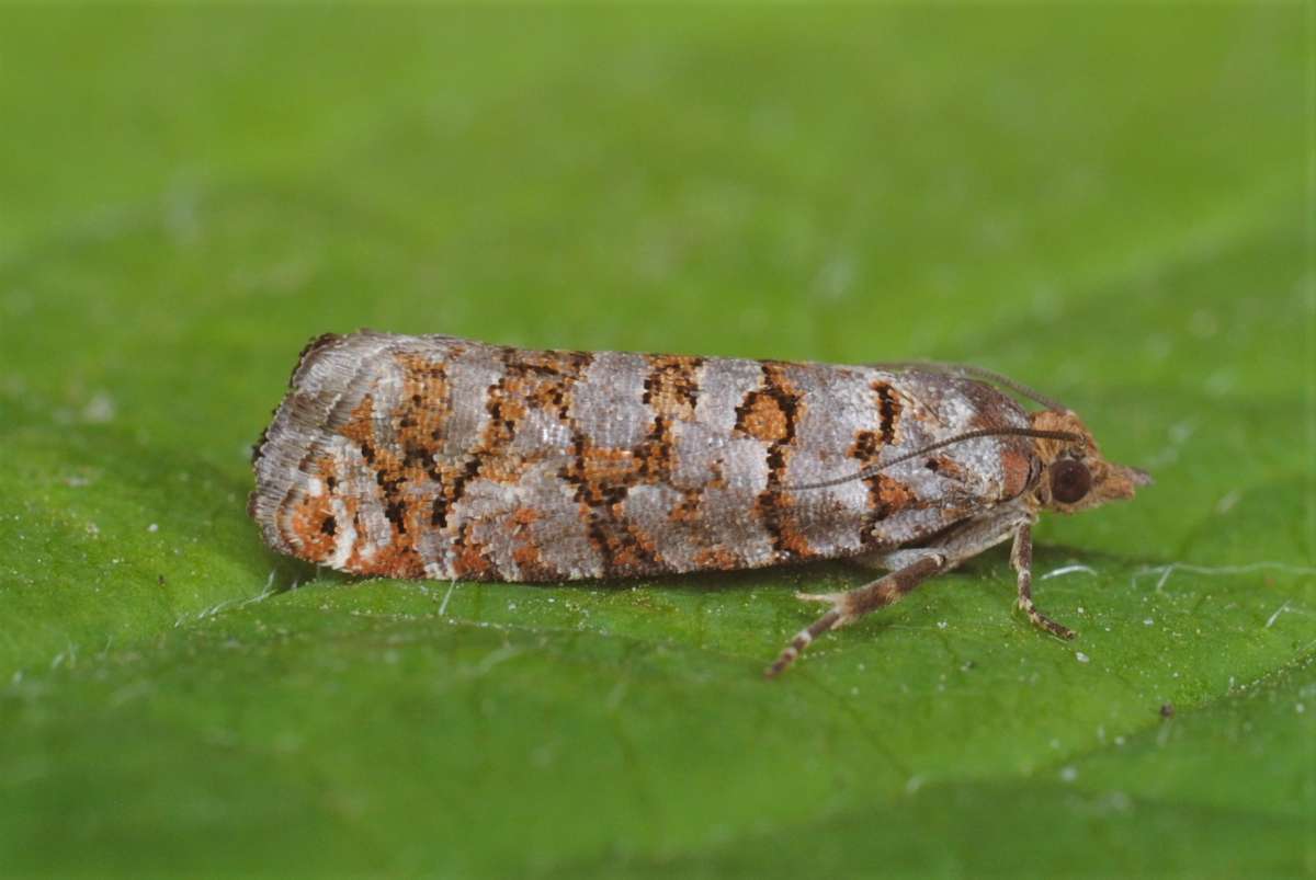 Pine Cone Tortrix (Gravitarmata margarotana) photographed in Kent by Antony Wren