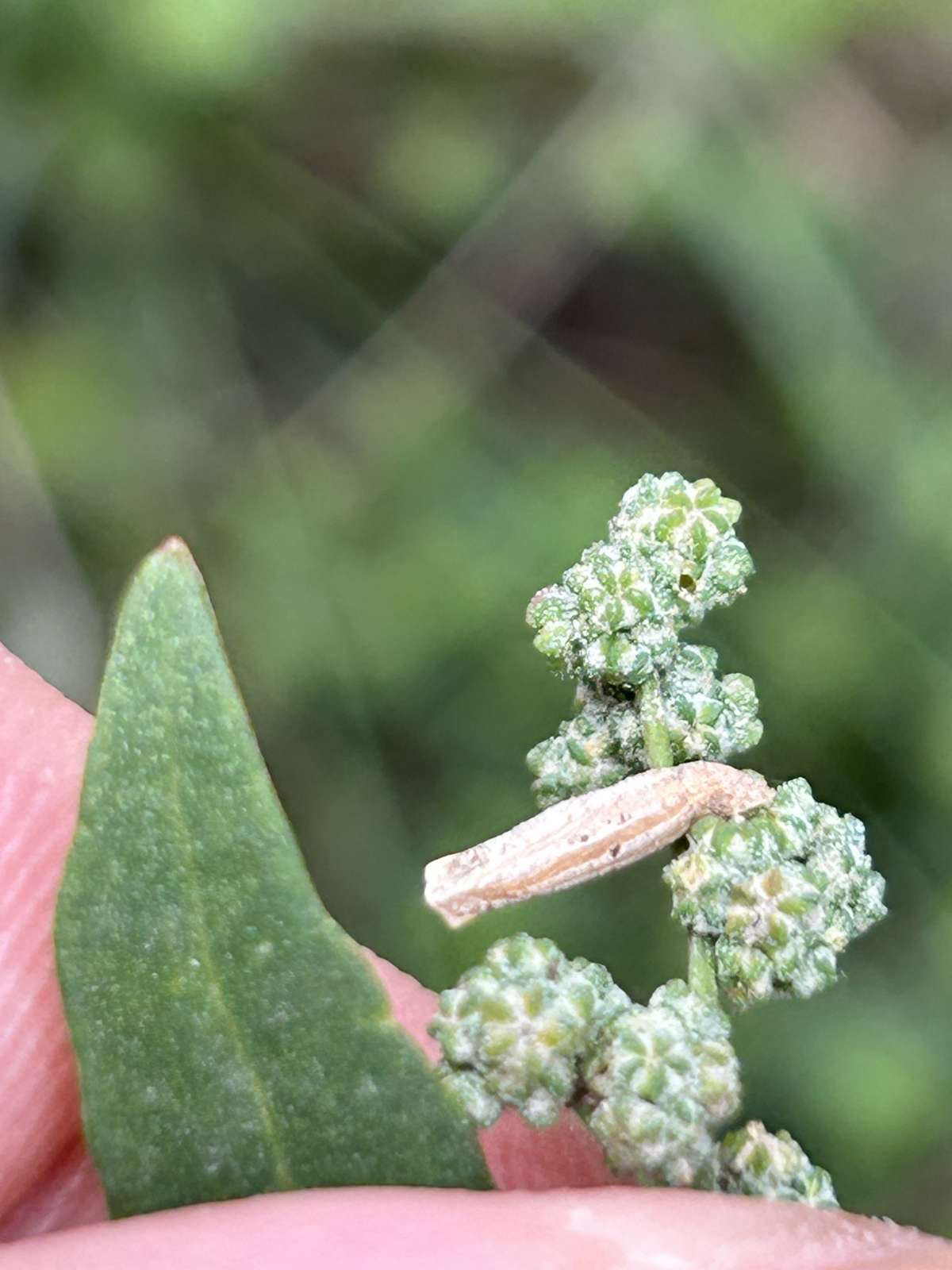 Dusted Case-bearer (Coleophora adspersella) photographed at Ferry Lane, Elmley  by Dave Shenton 