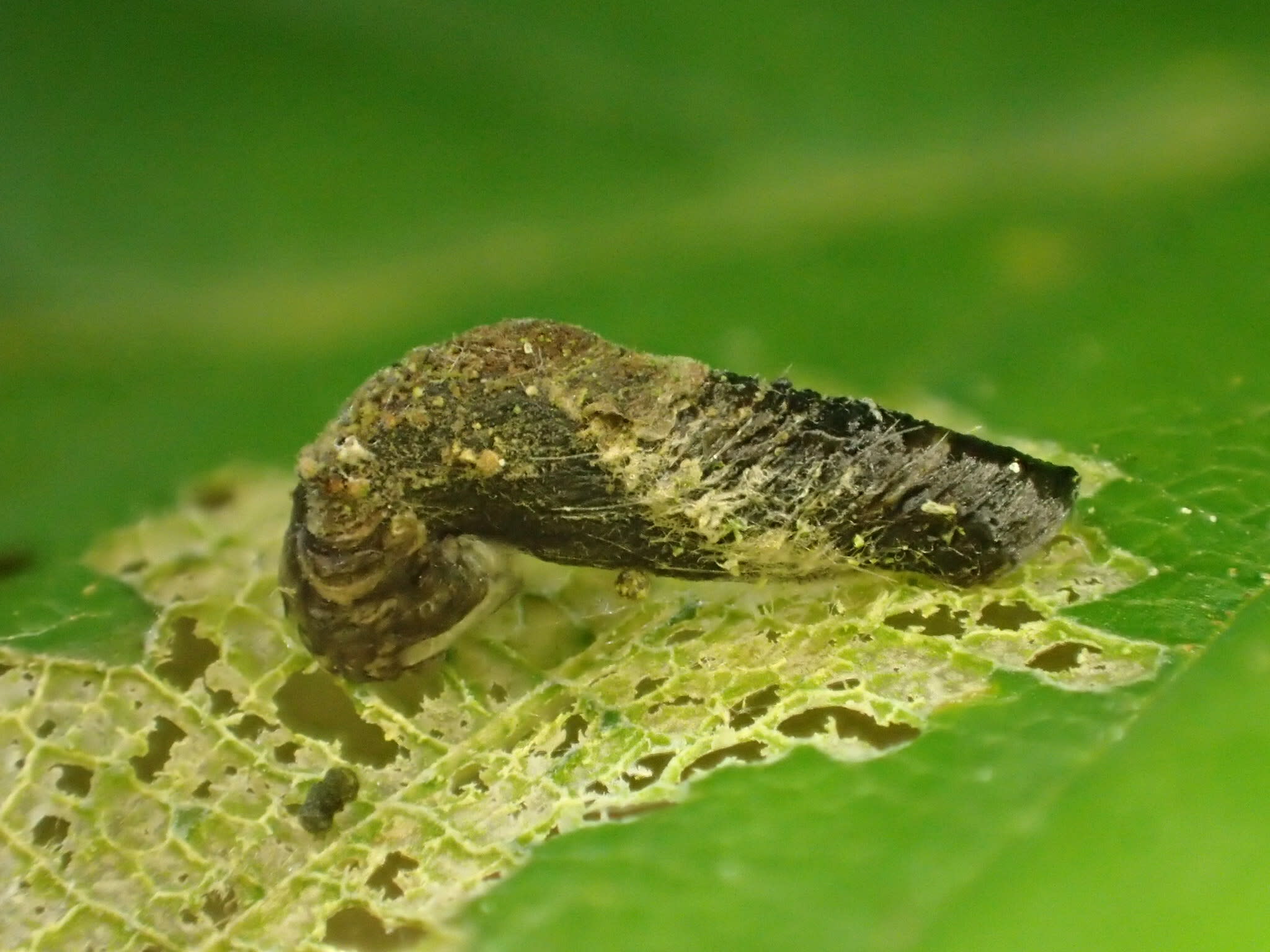 Scarce Wood Case-bearer (Coleophora currucipennella) photographed at Dering Wood by Dave Shenton 