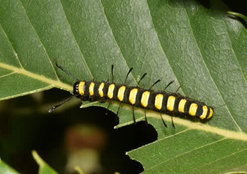 Alder Moth (Acronicta alni) photographed in Kent by Dylan Hodgkiss