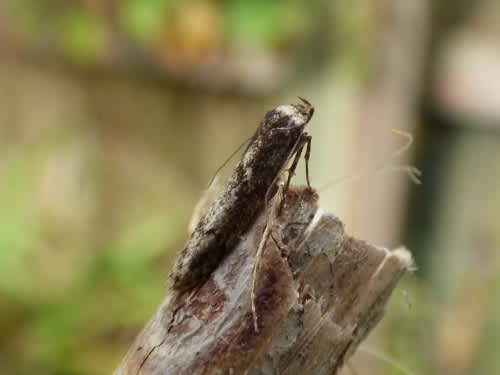 Dingy Dowd (Blastobasis adustella) photographed in Kent by Tony King