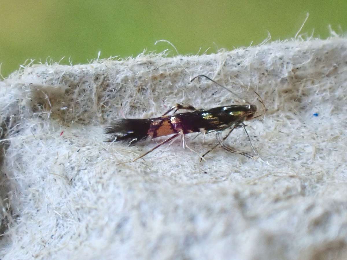 Hedge Cosmet (Cosmopterix zieglerella) photographed at Ryarsh  by David Newman