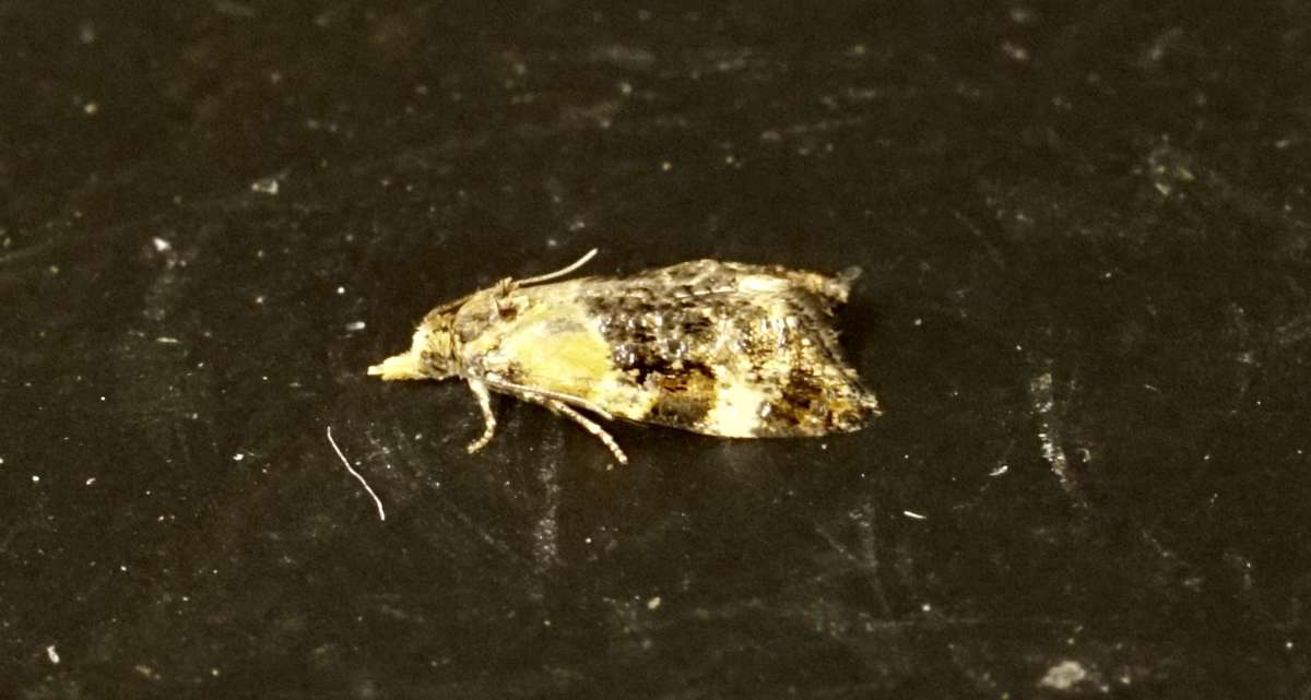 Scarce Gold Conch (Phtheochroa schreibersiana) photographed at Jeskyns Community Woodland  by Dave Shenton