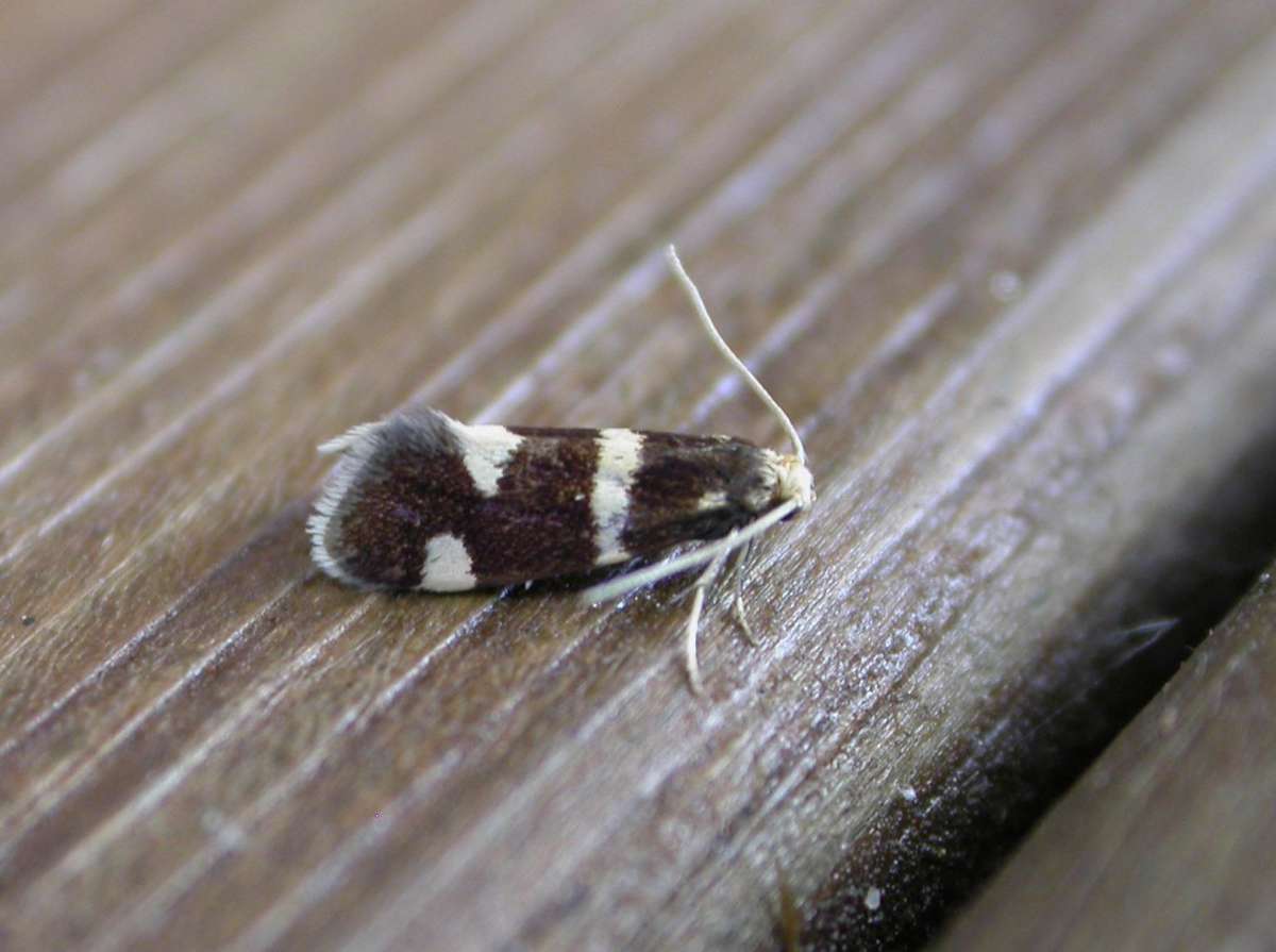 Strawberry Leaf-cutter (Incurvaria praelatella) photographed in Kent by Ross Newham 