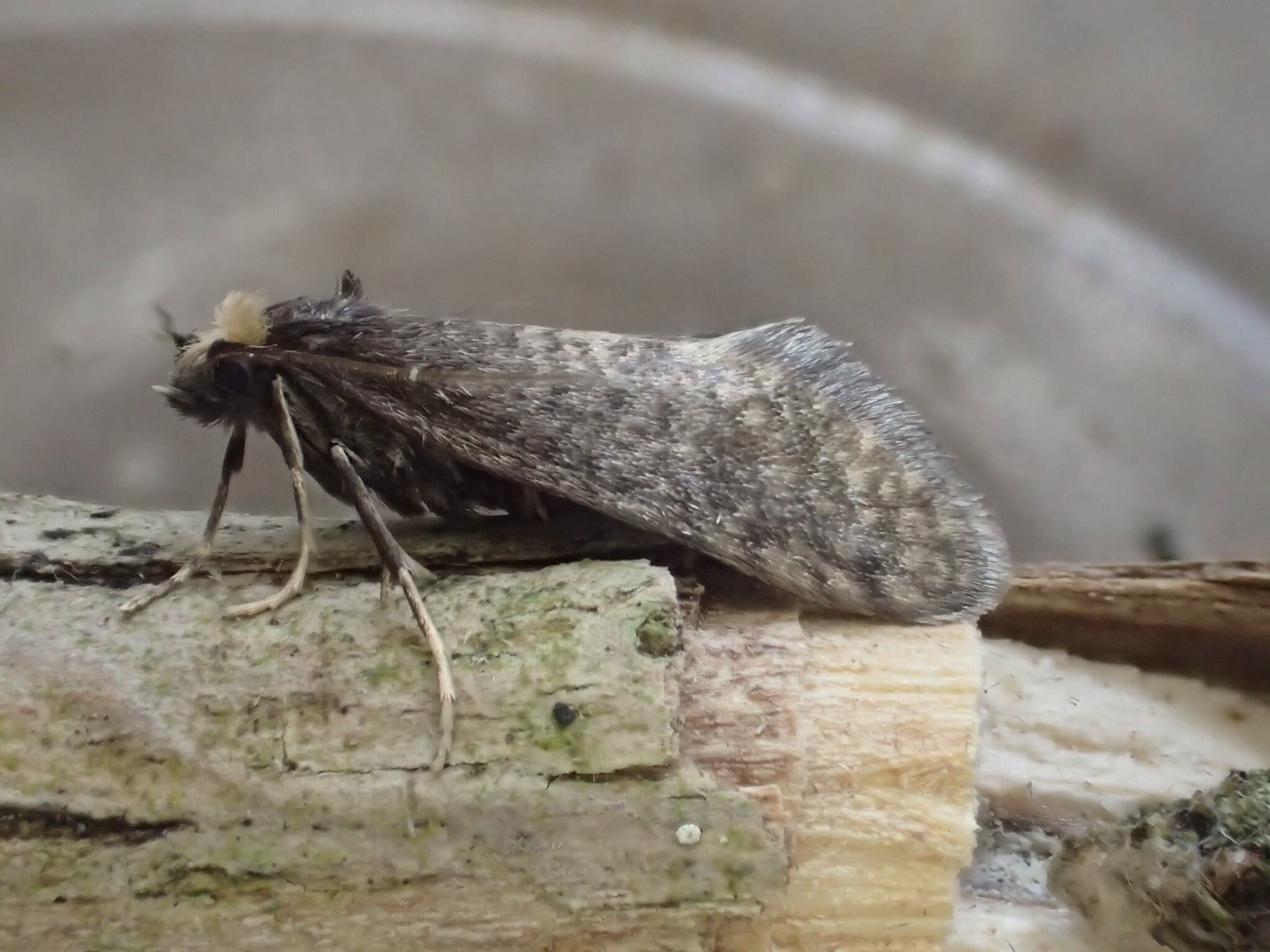 Brown Bagworm (Taleporia tubulosa) photographed at Covert Wood, Barham by Dave Shenton