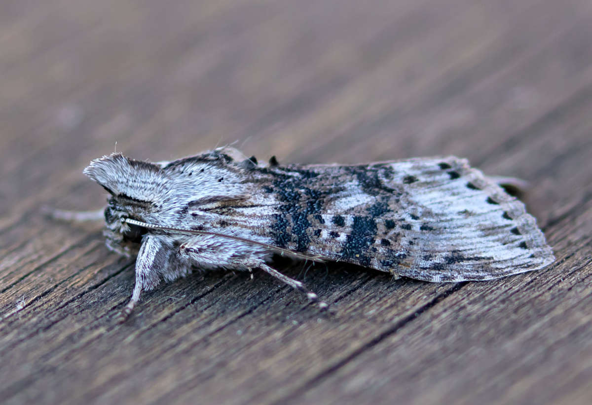 The Wormwood (Cucullia absinthii) photographed in Kent by Peter Maton 