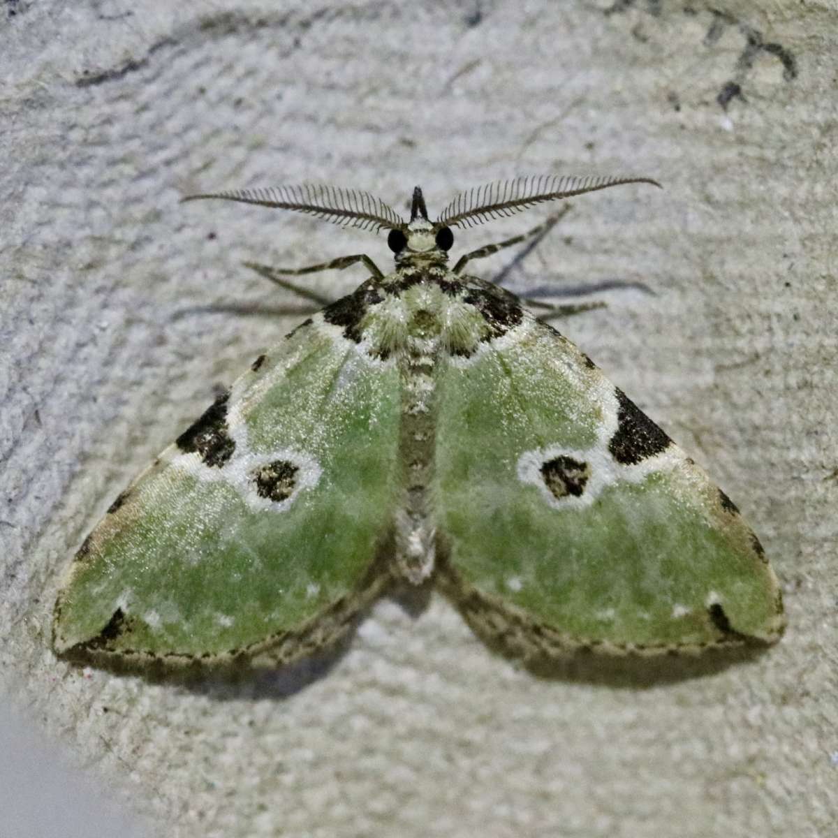 Green Carpet (Colostygia pectinataria) photographed in Kent by David Warwick