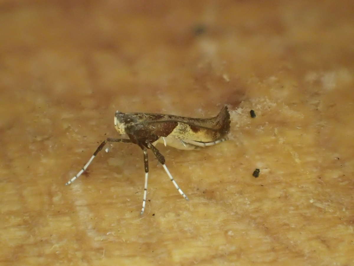 Hop Slender (Caloptilia fidella) photographed at Aylesham  by Dave Shenton 
