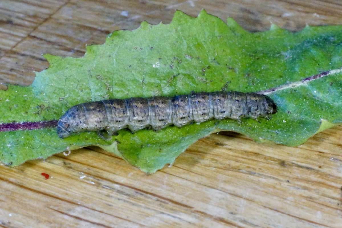 Shuttle-shaped Dart (Agrotis puta) photographed in Kent by Dave Shenton