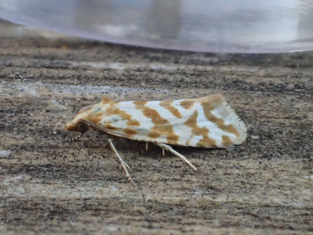 Silver Coast Conch (Aethes margaritana) photographed in Kent by Dave Shenton 