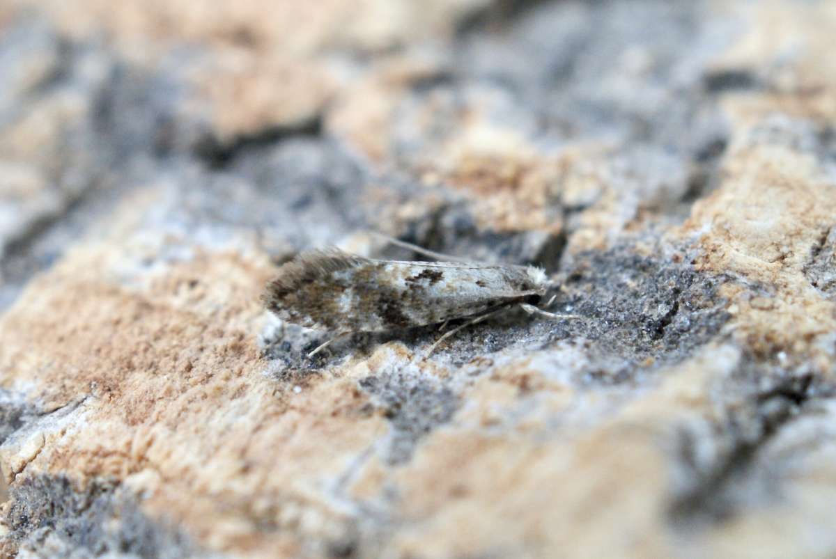 Gold-sheen Clothes Moth (Nemapogon ruricolella) photographed in Kent by Dave Shenton 