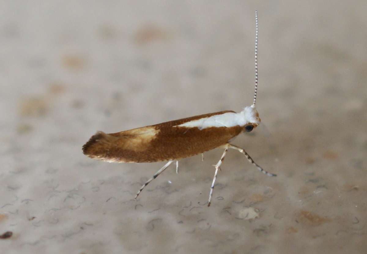 Purple Argent (Argyresthia albistria) photographed at Aylesham  by Dave Shenton 