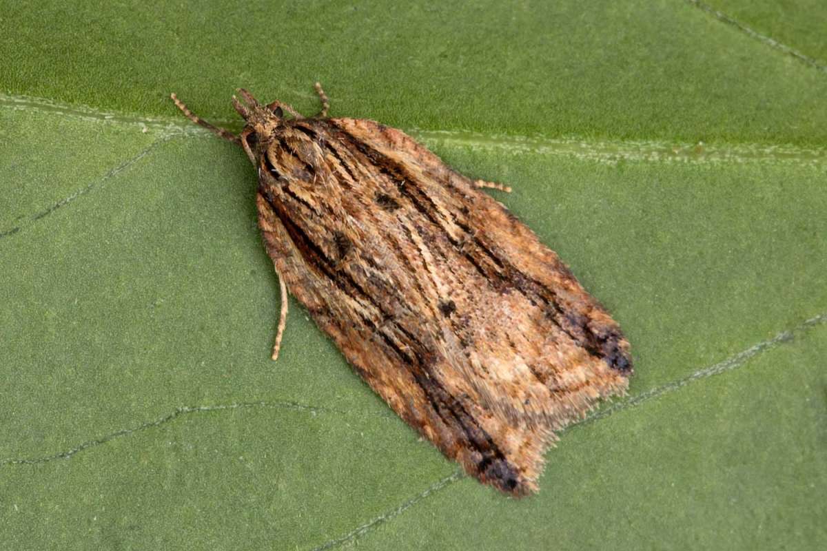 Dark-streaked Button (Acleris umbrana) photographed at Boughton-under-Blean  by Peter Maton 