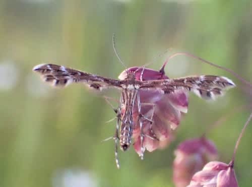 Small Plume (Oxyptilus parvidactyla) photographed in Kent by Andrew Stanger