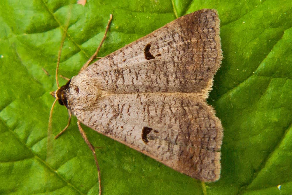 The Blackneck (Lygephila pastinum) photographed in Kent by Tony Morris 