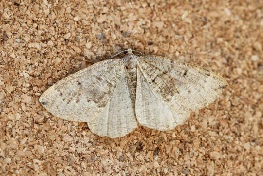 Banded Pine Carpet (Pungeleria capreolaria) photographed in Kent by Josh Jones 