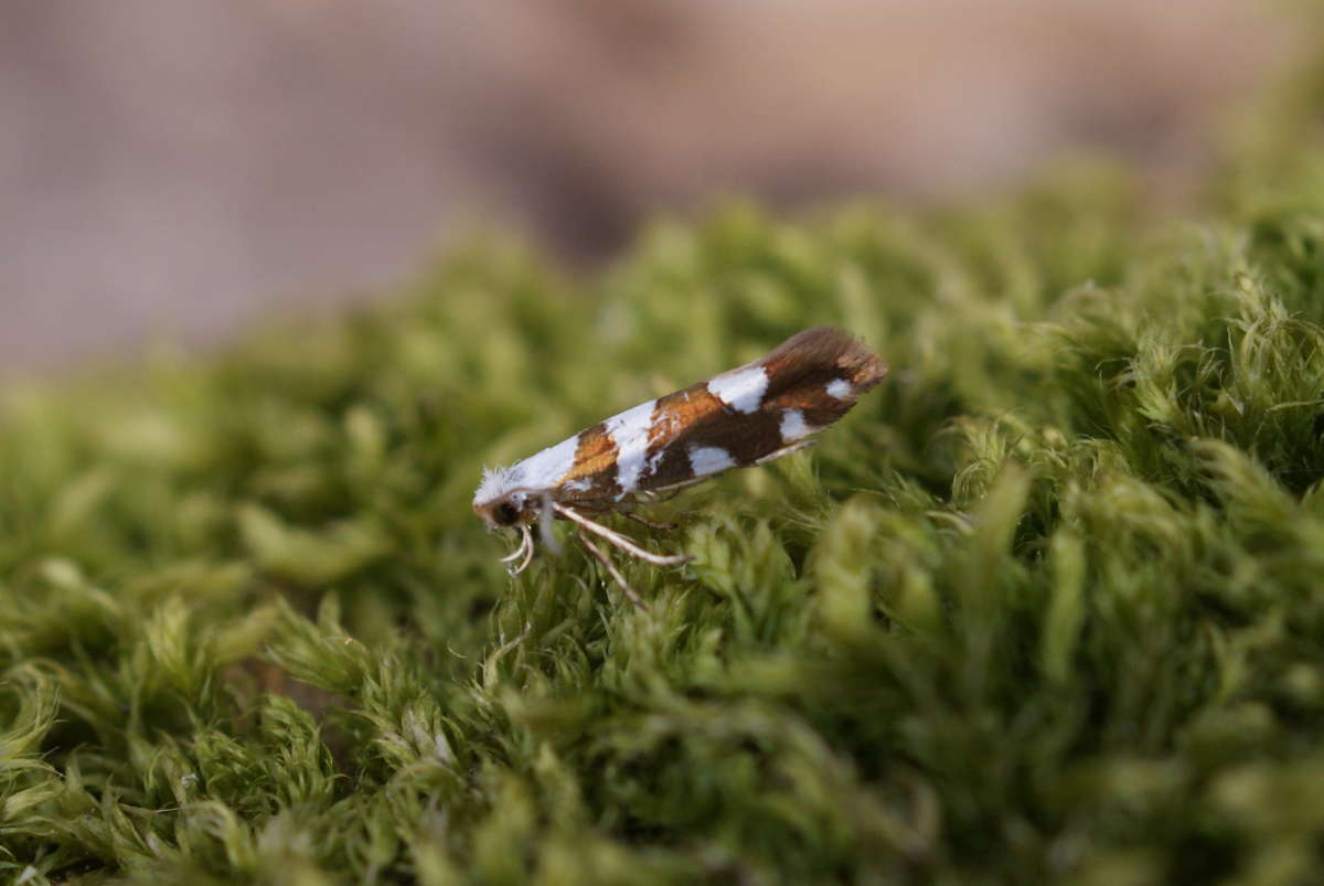 Gold-ribbon Argent (Argyresthia brockeella) photographed at Aylesham  by Dave Shenton 