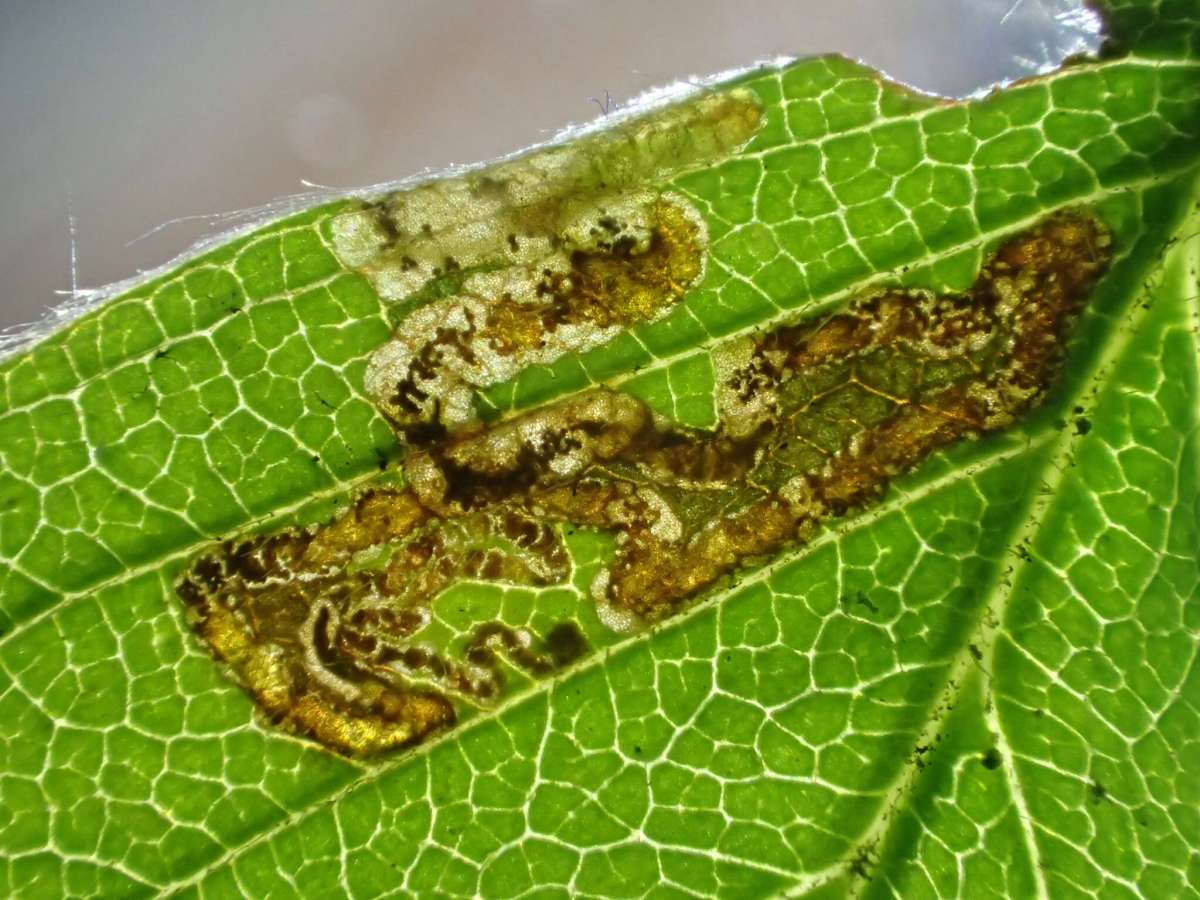 Strawberry Pigmy (Ectoedemia arcuatella) photographed in Kent by Dave Shenton 