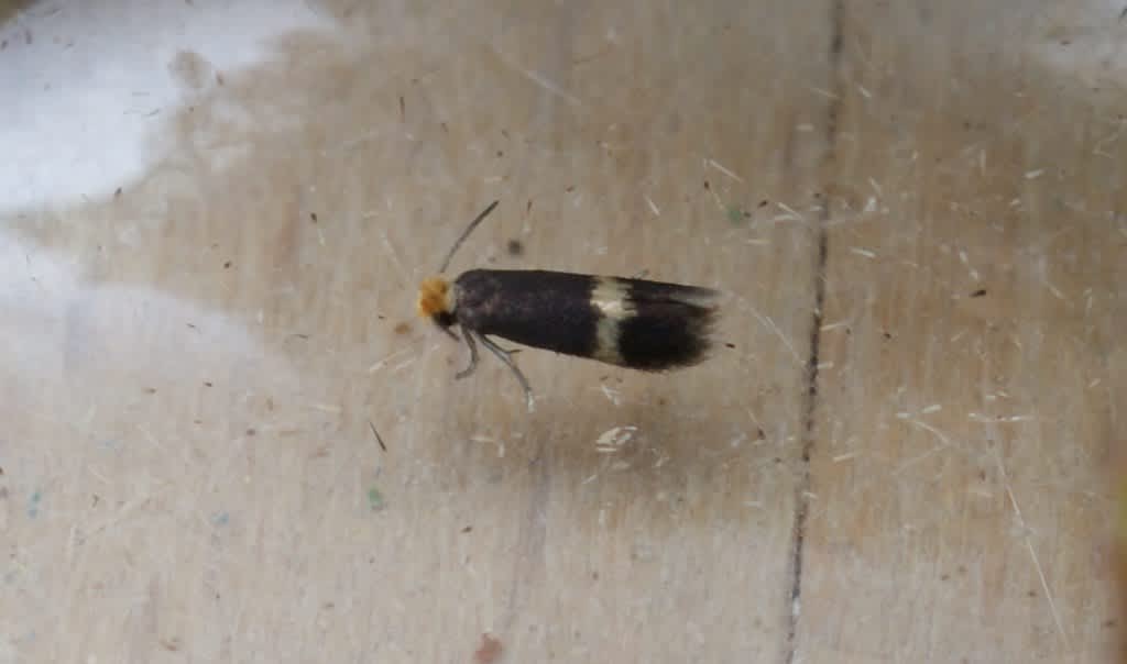 Narrow-barred Pigmy (Stigmella centifoliella) photographed at Aylesham  by Dave Shenton