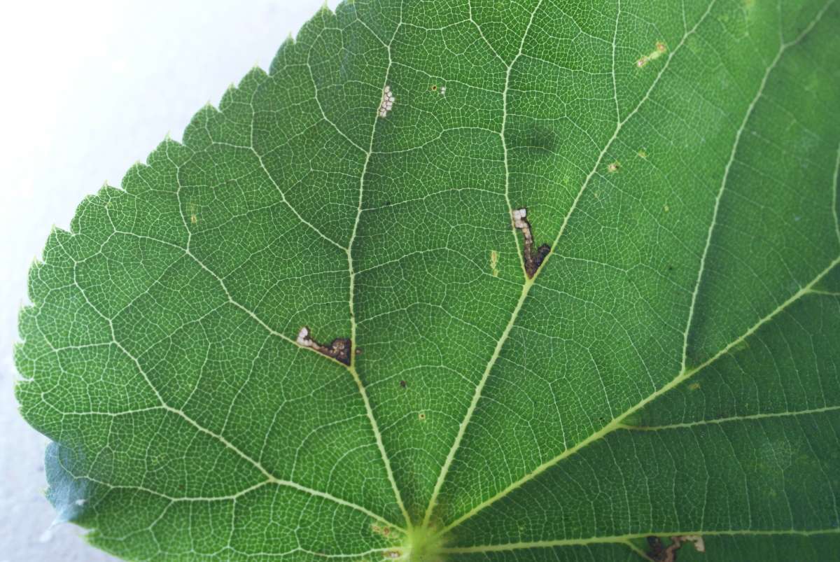 Lime Bent-wing (Bucculatrix thoracella) photographed in Kent by Dave Shenton