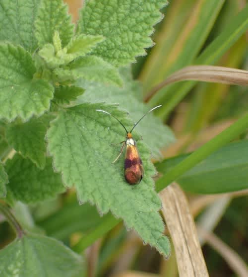 Horehound Long-horn (Nemophora fasciella) photographed in Kent by Joe Beale