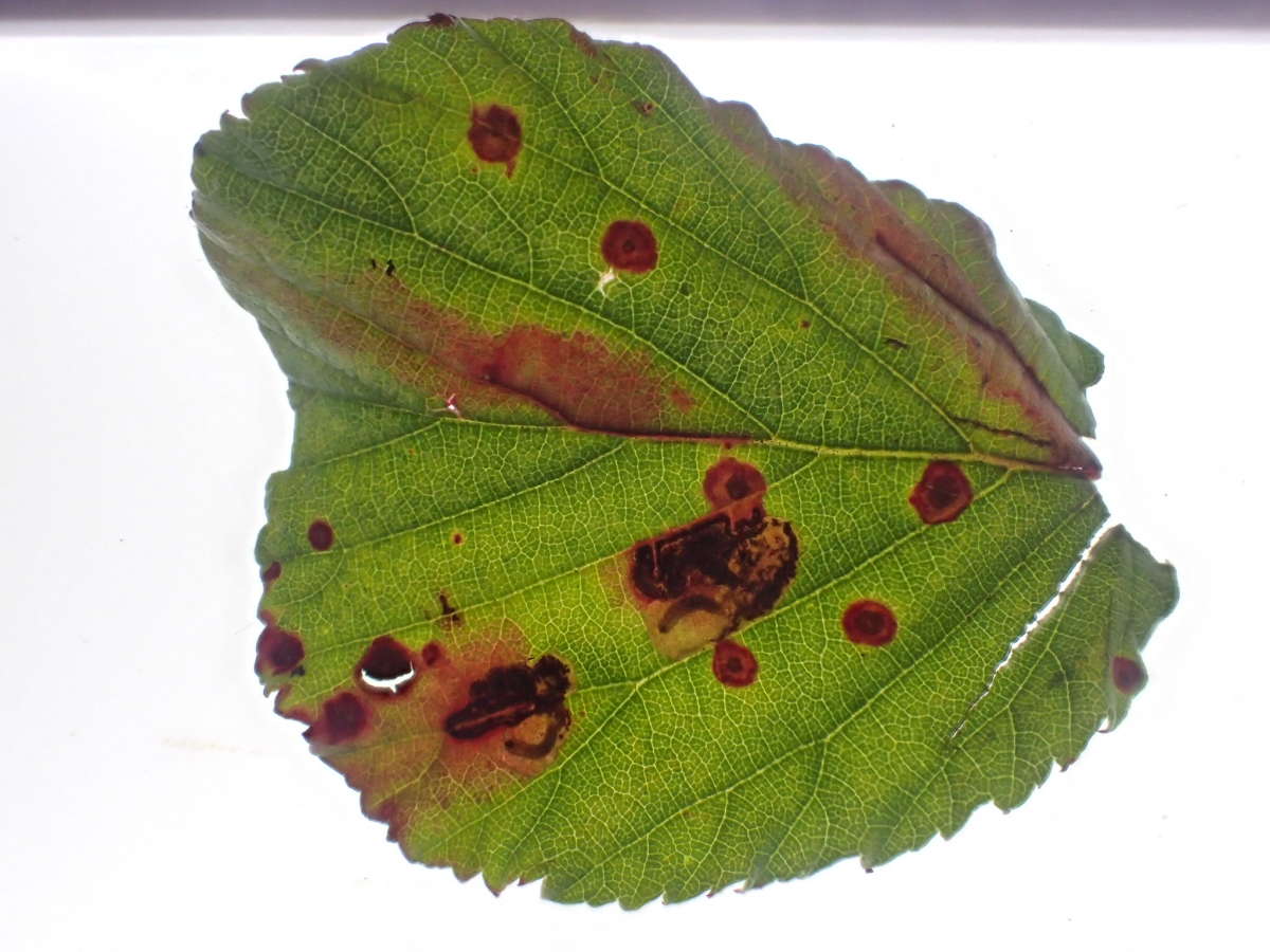 Coast Bramble Pigmy (Ectoedemia erythrogenella) photographed at New Downs, Sandwich   by Dave Shenton 