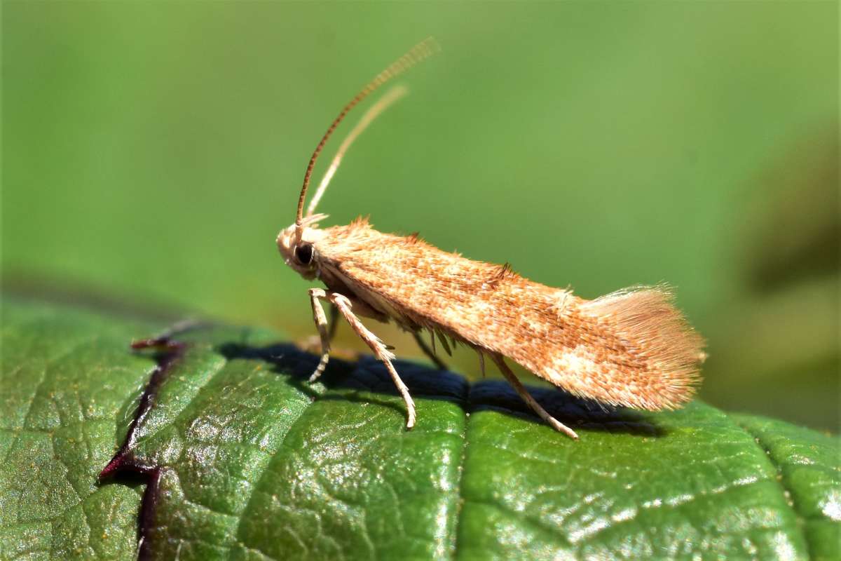 Buff Mompha (Mompha ochraceella) photographed in Kent by Antony Wren