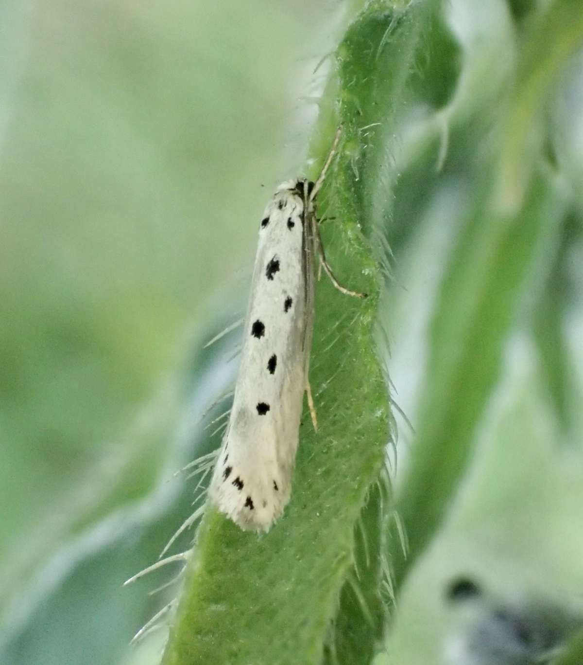 Five-spot Ermel (Ethmia terminella) photographed at Betteshanger C P  by Dave Shenton 