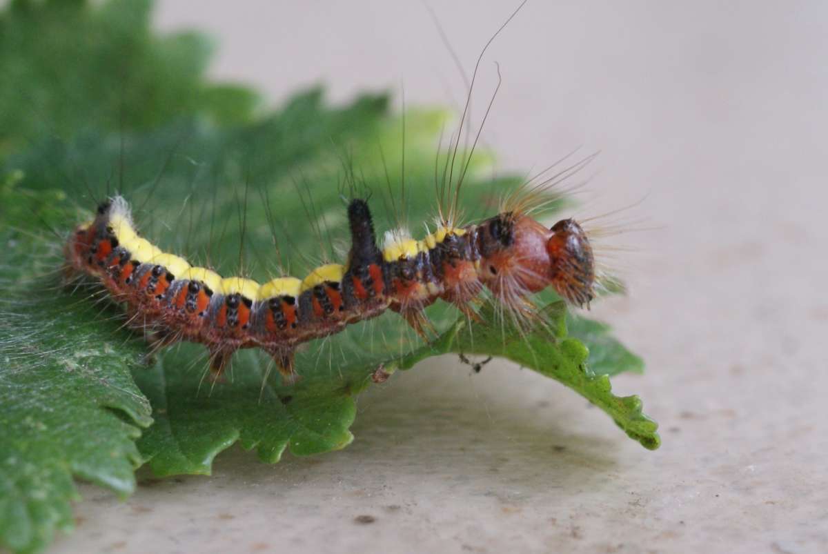 Grey Dagger (Acronicta psi) photographed at Covert Wood by Dave Shenton 