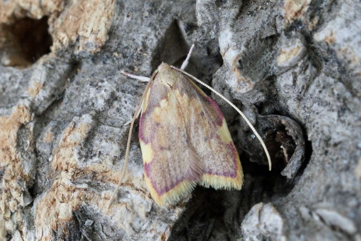 Long-horned Flat-body (Carcina quercana) photographed at Aylesham  by Dave Shenton 