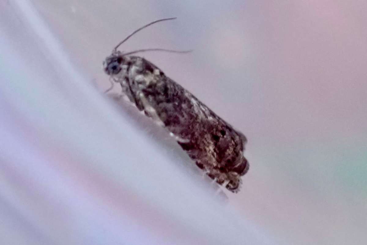 Ash-bark Piercer (Pammene suspectana) photographed at Fackenden Down by Oliver Bournat