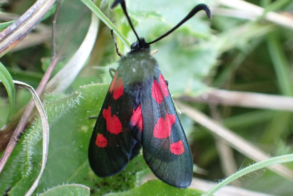 Five-Spot Burnet (Zygaena trifolii) photographed in Kent by Oliver Bournat