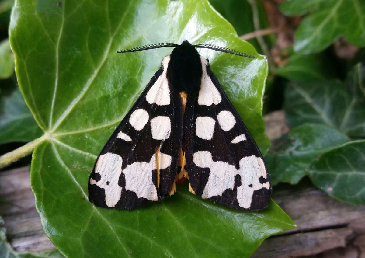 Cream-spot Tiger (Arctia villica) photographed at Dartford  by Andrew Lawson 