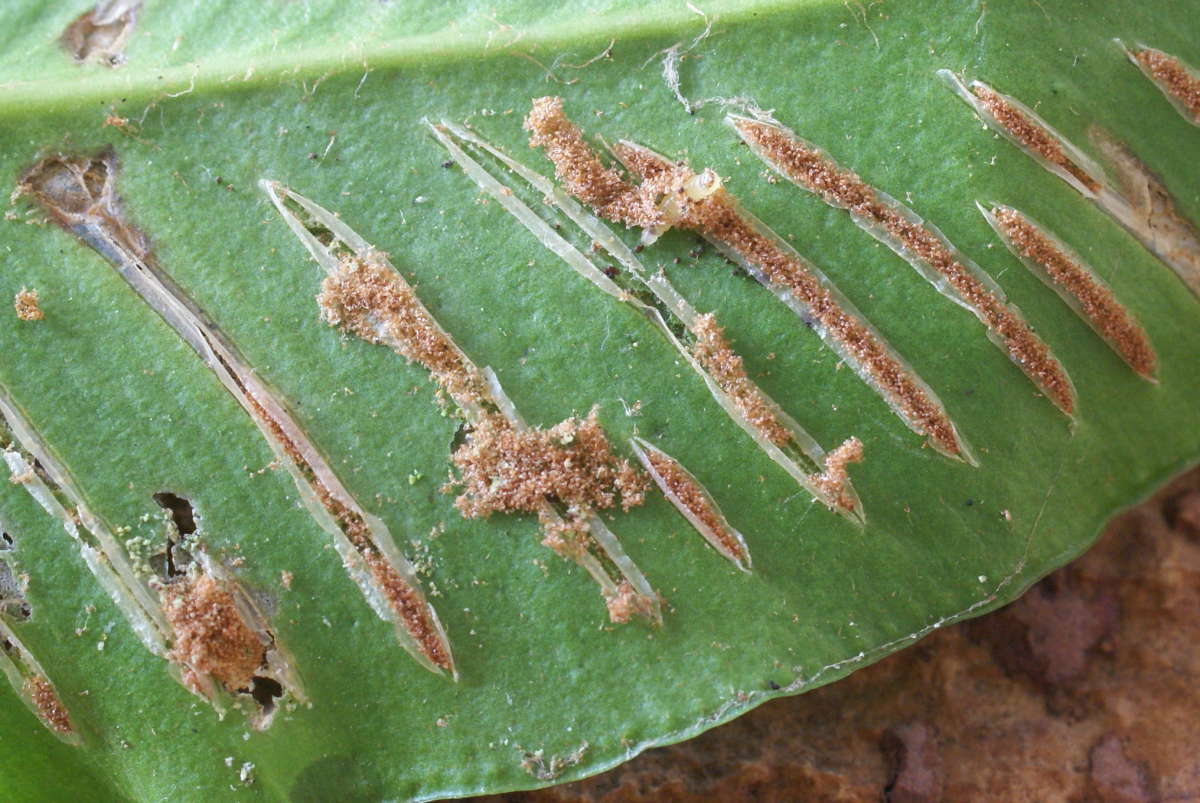 Fern Smut (Psychoides filicivora) photographed in Kent by Dave Shenton