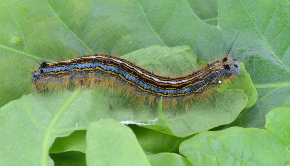 The Lackey (Malacosoma neustria) photographed in Kent by Alan Stubbs 