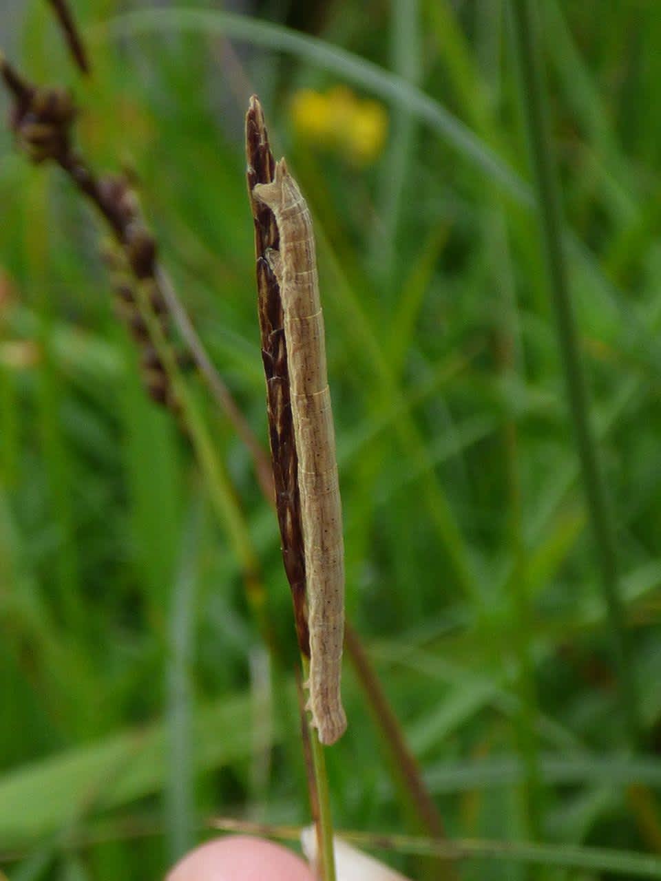 Straw Belle (Aspitates gilvaria) photographed in Kent by Rebecca Levey 