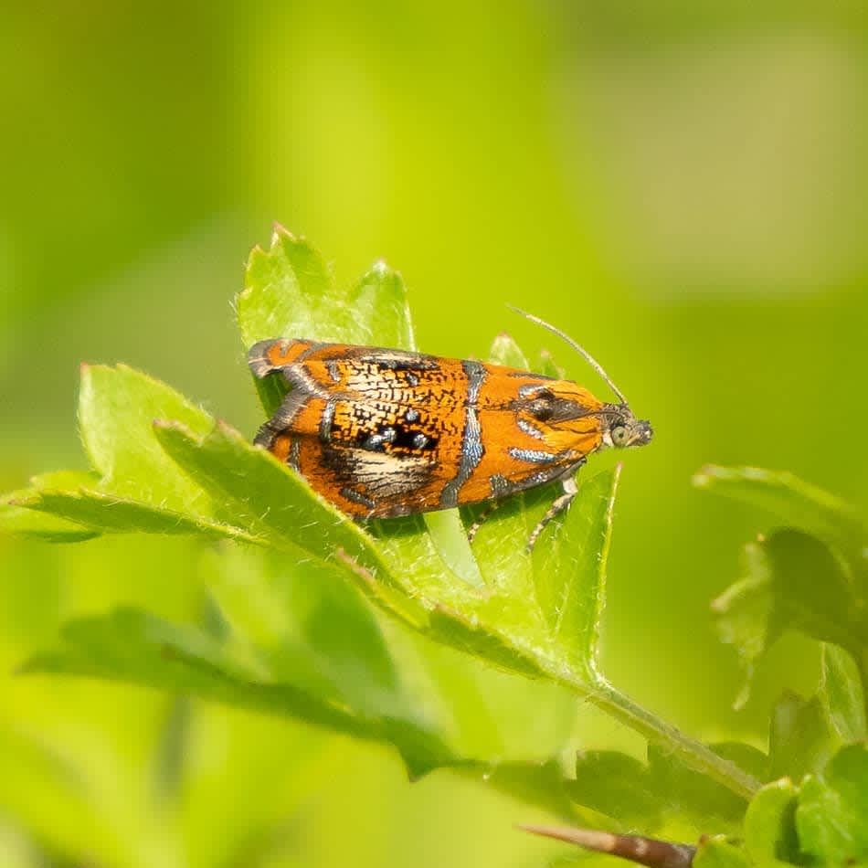 Arched Marble (Olethreutes arcuella) photographed at Bonsai Bank by Jonathan Dodds