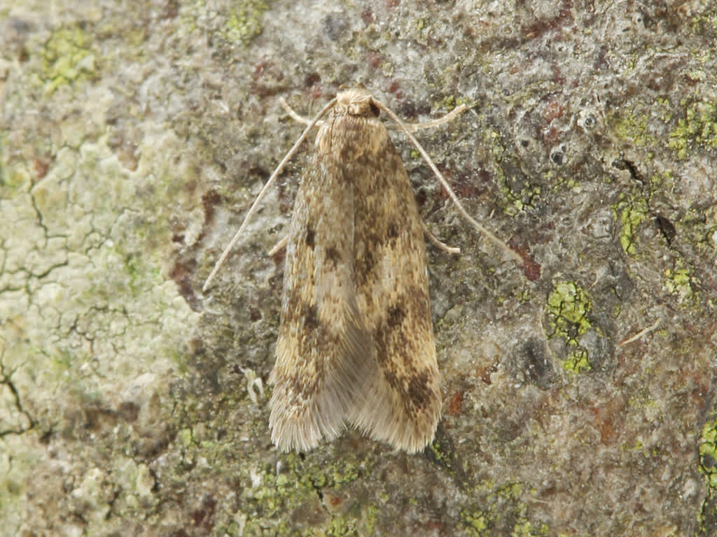 Small Dingy Tubic (Borkhausenia fuscescens) photographed in Kent by D Beadle 